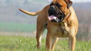 Bullmassiff: história plemena a charakter psov